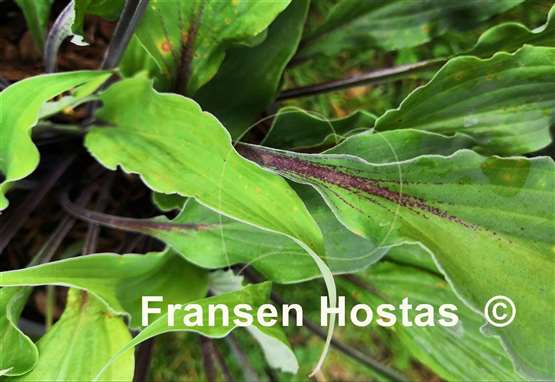 Hosta Chris' Black Ruffles